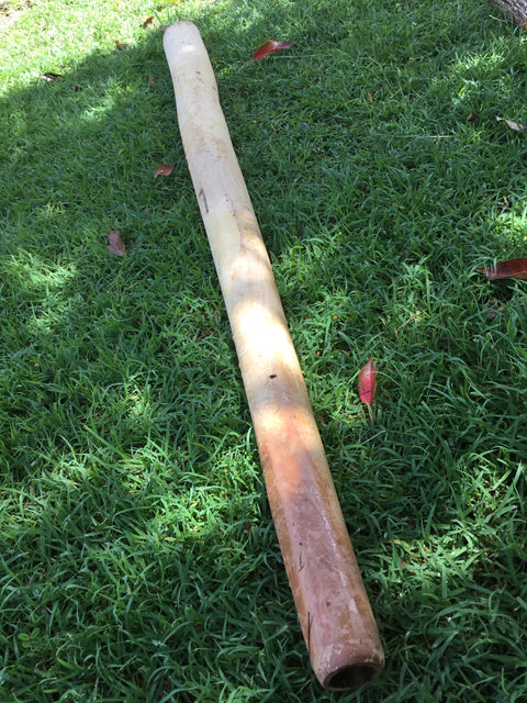 Plain Didgeridoo